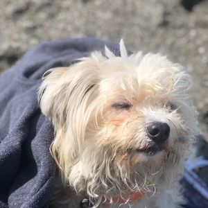 Meet your Posher, Lily